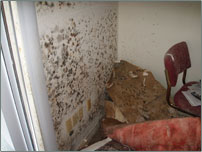 Mold in office