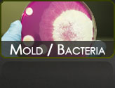 Mold and Bacteria Services